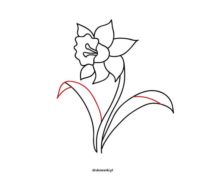 kwiat wiosenny żonkil rysunek