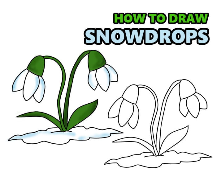 how to draw snowdrops