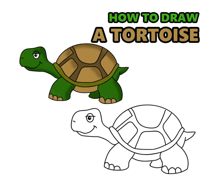 how to draw a tortoise