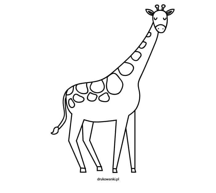 kolorowanka żyrafa