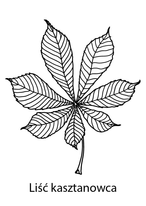 kolorowanki jesienne liście szablony